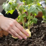 Ce petit accessoire de cuisine à enterrer au jardin dès ce printemps sauve vos plantes de la soif