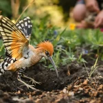 Si une huppe fasciée se pose dans votre jardin, voici ce que cela révèle sur votre sol et l’avenir