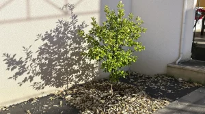 Voici la plante magique à planter en mars pour attirer chance et renouveau chez vous